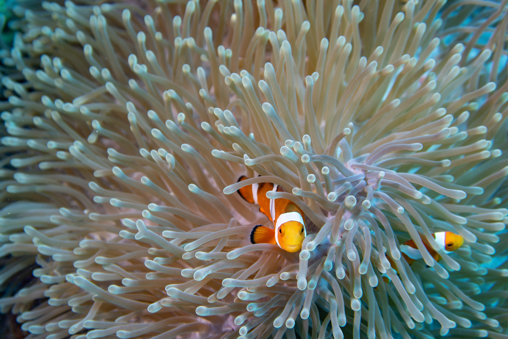 GEF 7 Coral Reef Rescue: Resilient Coral Reefs, Resilient Communities