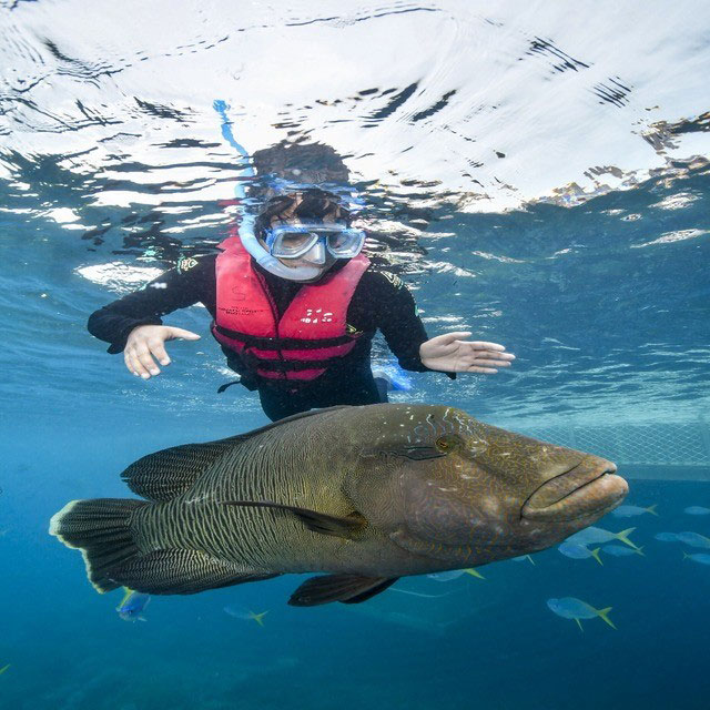 Dr Bhattacharjee snorkelling in Australia.