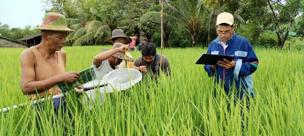 Thant's Farmer Field School - in Myanmar