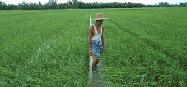 Paddy seed multiplication plots in Myanmar