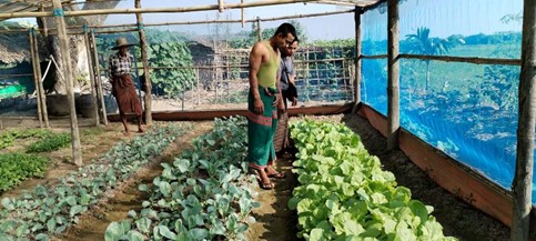 chemical free vegetable production (rows of greens in a mosquitoe proof shed)