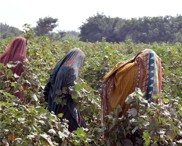 Women in field