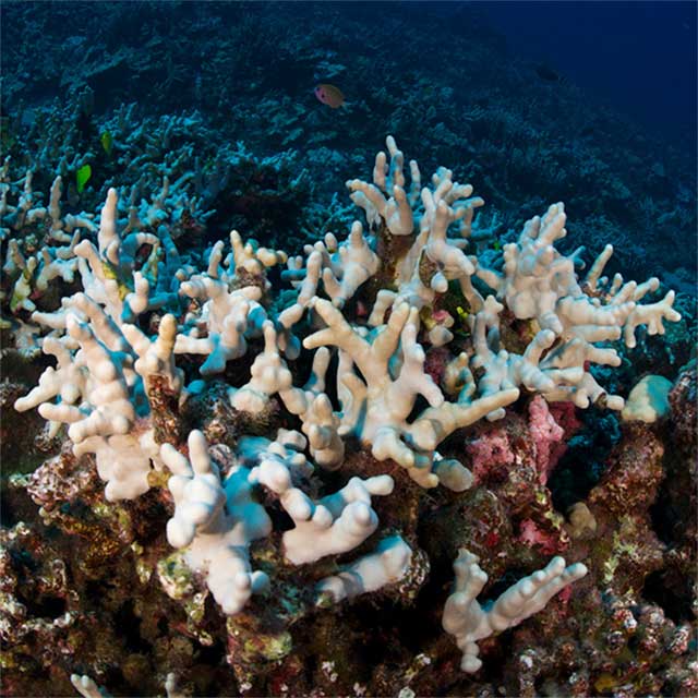 bleached coral on a reef