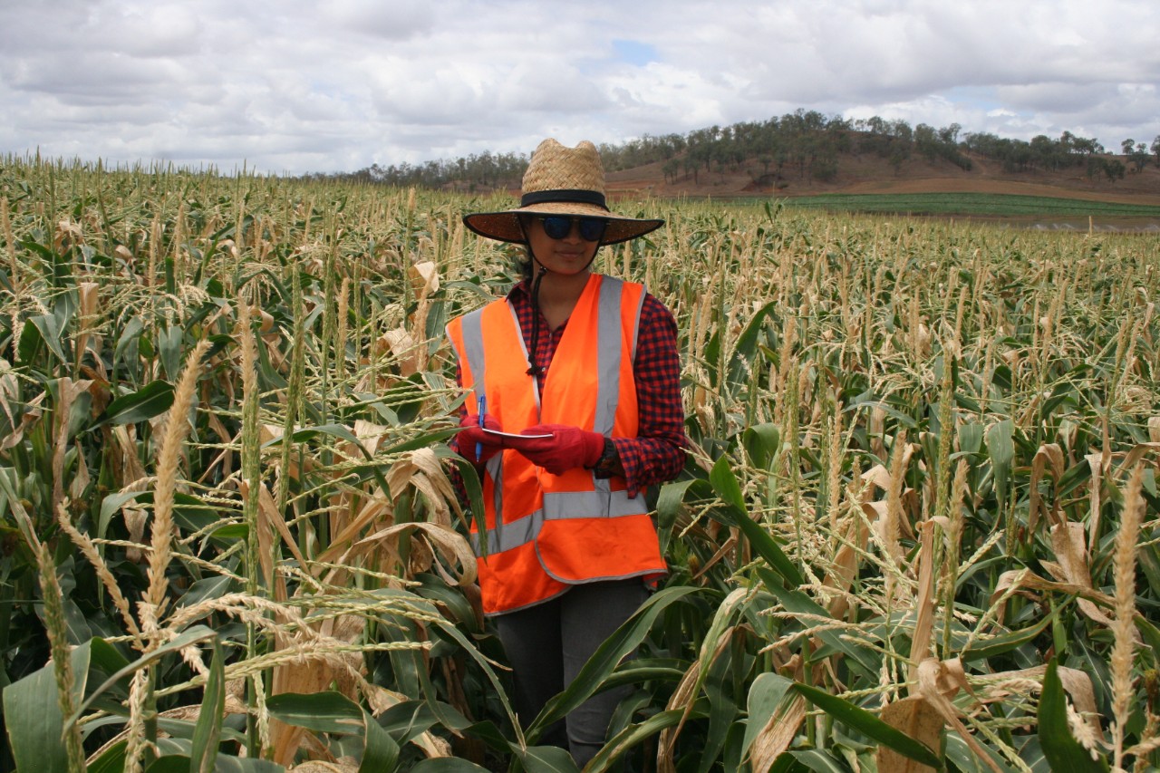 UQ PhD candidate in field 