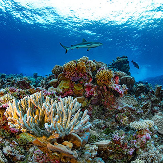 Coral reef with clear blue ocean and a reef shark circling