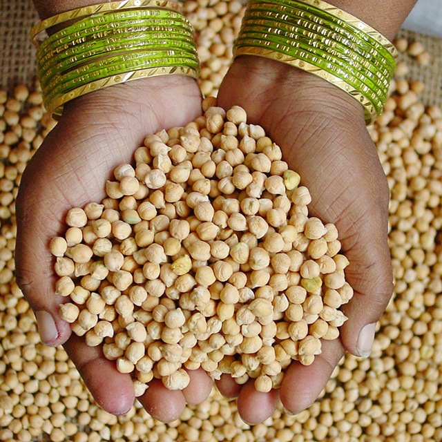 woman's hands holding healthy chickpeas