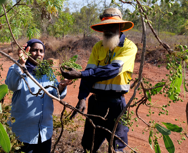 UQ’s Associate Professor Yasmina Sultanbawa and Maylla Wunungmurra, Gulkula Mining Company Pty Ltd investigate a green plum tree in East Arnhem Land. © Margaret Puls, UQ