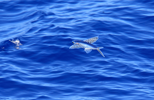 flying fish over the ocean