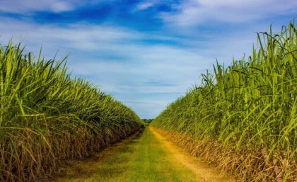 Field of sugarcane