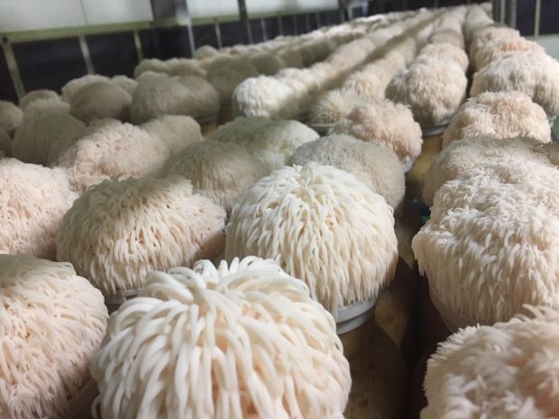 White mushrooms grown in rows in a hot house