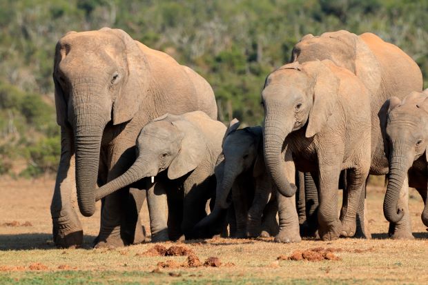 The researchers believe elephants flap their ears to push their pheromones towards each other as a sign of recognition.