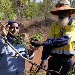 UQ’s Associate Professor Yasmina Sultanbawa and Maylla Wunungmurra, Gulkula Mining Company Pty Ltd investigate a green plum tree in East Arnhem Land.