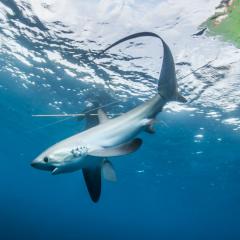 The thresher's under pressure