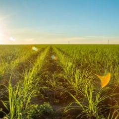 Ethanol fuels large-scale expansion of Brazil’s farming land