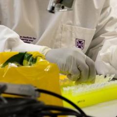 person in the laboratory testing
