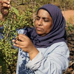 A/Prof Yasmina Sultanbawa with green plum in East Arnhem Land.