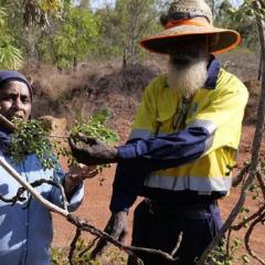 Out in country: UQ’s Associate Professor Yasmina Sultanbawa and Maylla Wunungmurra, Gulkula Mining Company Pty Ltd investigate a green plum tree in East Arnhem Land. © Margaret Puls, UQ