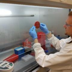 Supercharged ‘clones’ spark scarlet fever’s re-emergence
