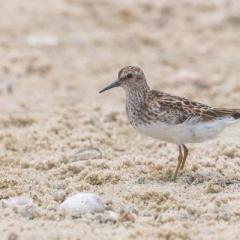 Bird with egg among dry, sandy grass