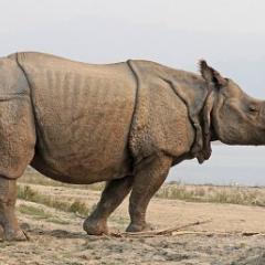 The greater one-horned rhinoceros (Rhinoceros unicornis), captured the near Narayani River in the Chitwan Community Forest buffer zone, Nepal. (Credit: Sharp Photography)