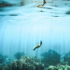 seal swimming down to the bottom