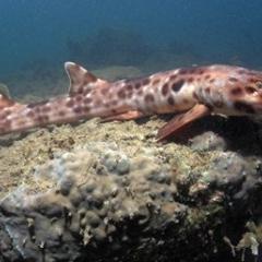 Walking sharks discovered in the tropics