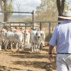 Man in pale akubra hat walking toward cattle