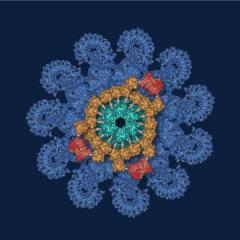 Landmark deal for UQ-Trinity inflammation startup