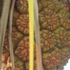 Fruit of the Anyakngarra, also known as pandanus. The soft base is made into a drink and their nuts are an excellent source of fat and protein.