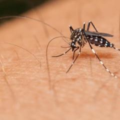 close up of mosquito sucking blood through a person's skin