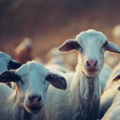 Two cute goats looking at the camera