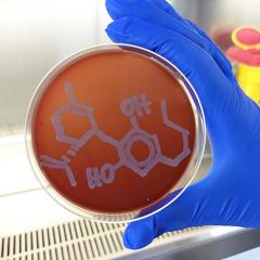 blue gloved hand holding a petri dish with an outline of the bacteria highlighted in pen on it