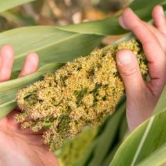 hands of caucasian man holding sorghum 
