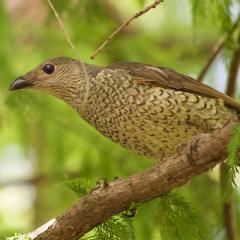 A satin bowerbird. Image: Dr Nicholas Clark.