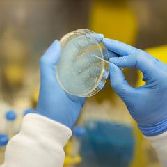 gloved hand holding a petri dish