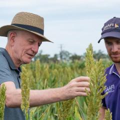 Robert Henry (left) Patrick Mason at the Gatton library of sorghum mutants. 