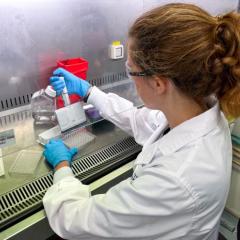 The development of a Group A Streptococcus vaccine could reduce the use of antibiotics. Image, UQ.