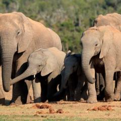 Tribe of elephants with a baby elephant who has its trunk raised 