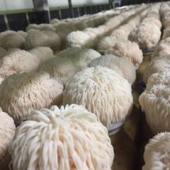 White mushrooms grown in a hot house in rows - they look like a bouquet of flowers