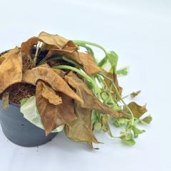Grey pot with small dying plant in it on a matt-blue background