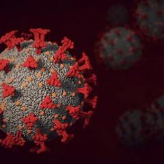 coronavirus 