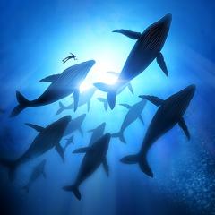 pod of humpback whales 