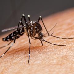 mosquito on skin