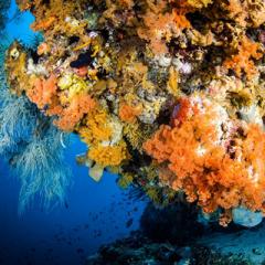 Underwater photograph of complex coral structures - bulbing out like broccoli with soft, flowing grass coral