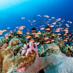fish swimming over coral reef - the scene is very brightly lit