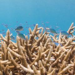 reef image
