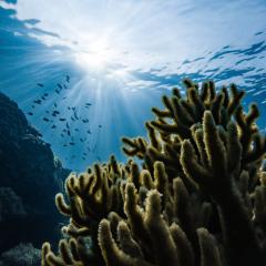 Coral reef