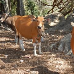 Cows in a forest