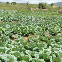 Jei River Cabbage Value Chain, Ghana