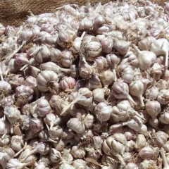 garlic